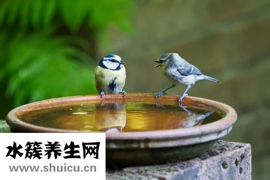 右耳突然耳鳴怎么辦