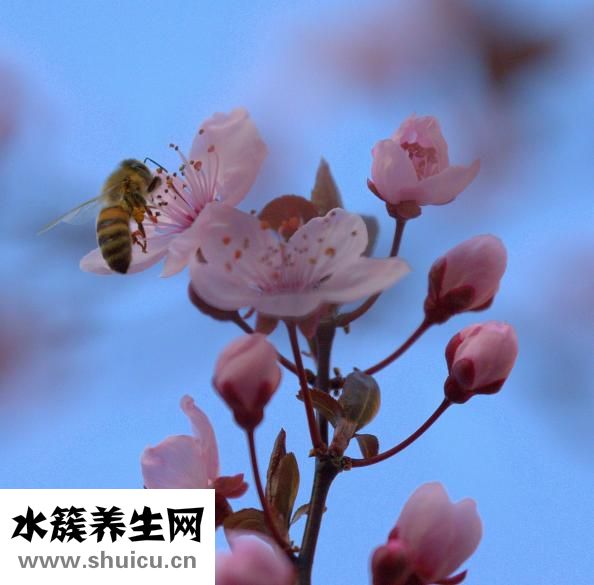 冬天白糖怎么給蜂吃