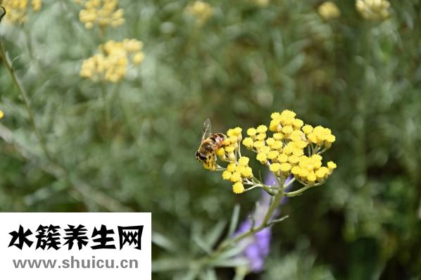 冬天白糖怎么給蜂吃