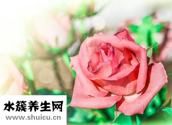 鼻梁骨寬大怎么辦