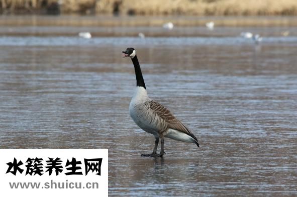 鴨子腸炎怎么治