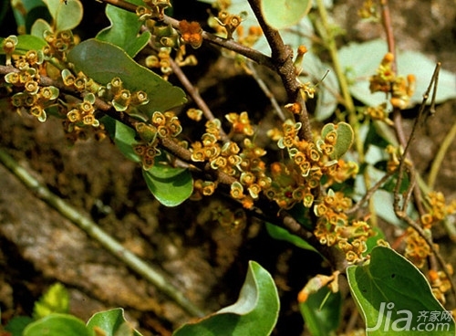 桑寄生的功效與作用是什么,桑寄生的功效與作用是什么樣