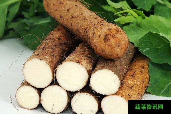 山藥的功效與作用及禁忌,靈芝山藥的功效與作用及禁忌