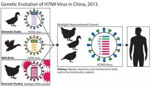 H7N9禽流感病毒最易發生變異的結構是(h7n9禽流感病毒)