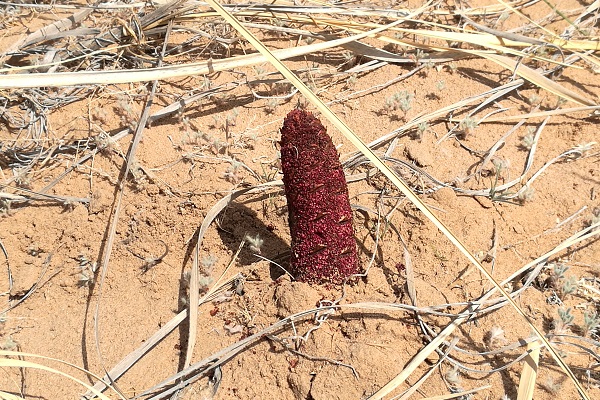 肉蓯蓉禁忌哪些食物(肉蓯蓉三種人不能吃)