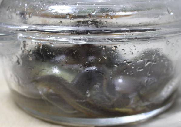 黃芪和什么搭配最補腎壯陽(黃芪和什么搭配最補腎)