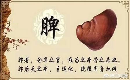 脾胃虛寒濕氣重怎么調理口臭(脾胃虛寒濕氣重怎么調理)