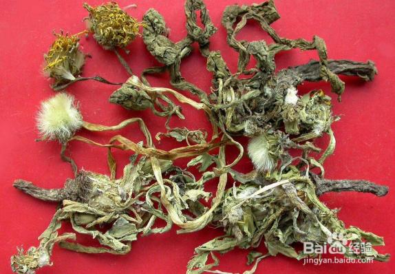 蒲公英根泡水喝的功效與禁忌癥是什么(蒲公英根泡水喝的功效與禁忌)