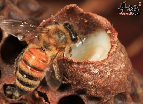 蜂王漿的8大奇效（蜂王漿對女性的好處）