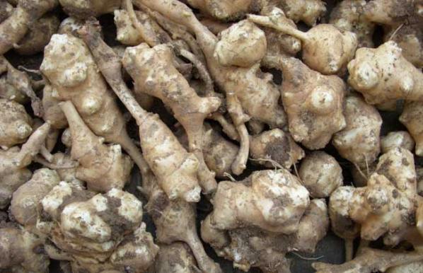 紅皮洋姜的功效與作用(洋姜的功效與作用)