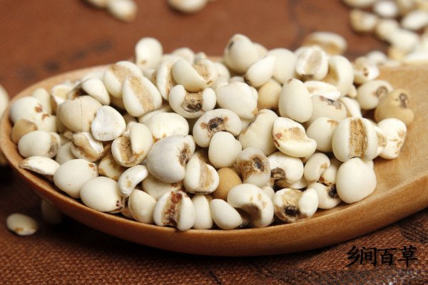 薏米仁的功效與作用及禁忌(薏苡仁的功效與作用及禁忌)