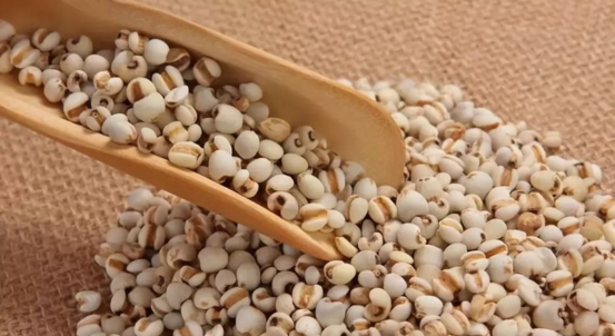 薏苡仁的功效與作用(麩炒薏苡仁的功效與作用)