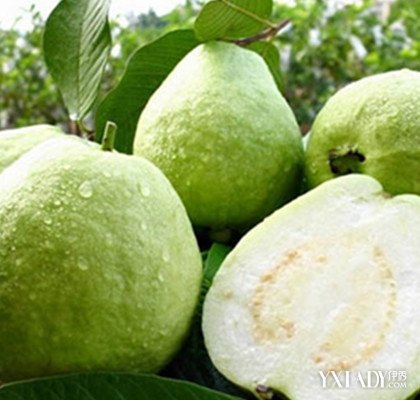 番石榴有什么功效及營養價值（番石榴有什么功效）