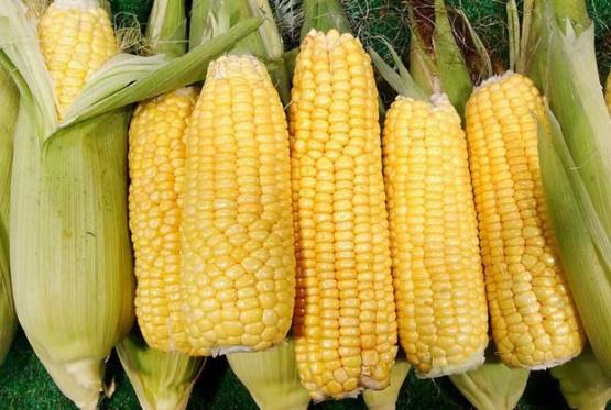 黑玉米的功效與作用及營養價值(玉米的功效與作用及營養價值)