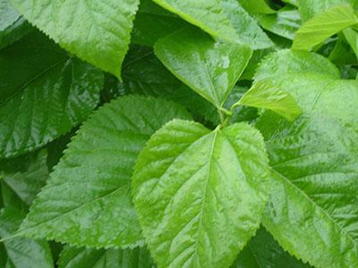 桑葉的功效與作用禁忌及食用方法(桑葉的功效與作用禁忌)