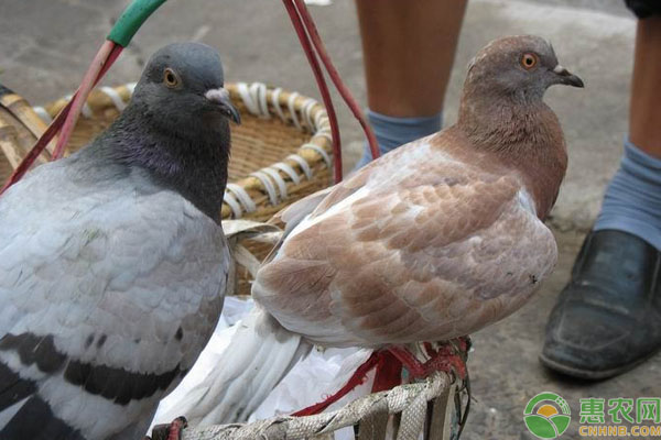 鴿子肉的營養價值及功效(鴿子的營養價值及功效)