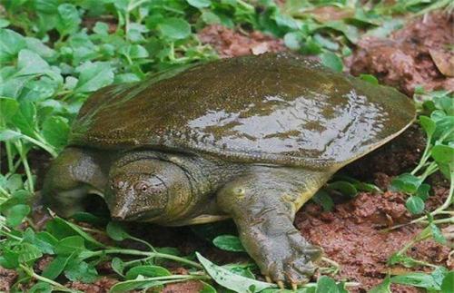 野生甲魚的家常做法(野生甲魚的功效與作用)
