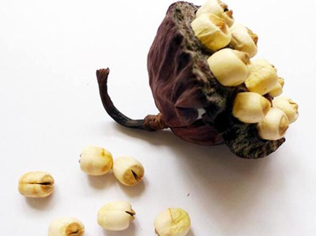 蓮子心的危害有多(蓮子心的危害)