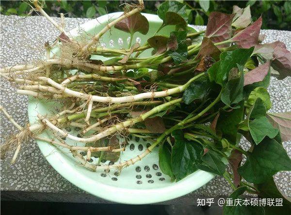 無花果葉痔瘡的最佳治療方法百度百科(無花果葉痔瘡的最佳治療方法)