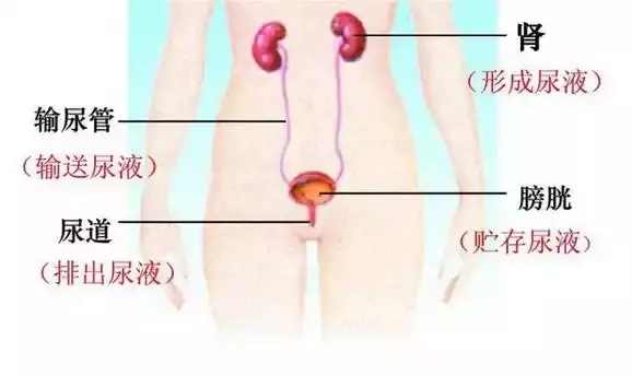 排腎結石最好的方法動作(排腎結石最好的方法)
