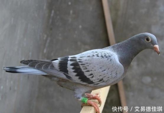 哪三種人不能吃鴿子(哪三種人不能吃鴿子補(bǔ)血湯)