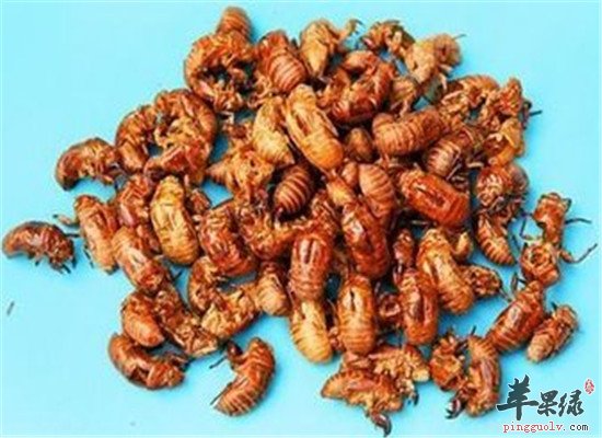 蟬蛻的作用功效和偏方(蟬蛻的作用與功效)