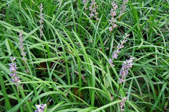 麥冬與什么搭配最佳(麥冬與什么搭配最佳的功效與作用高血壓患者能吃麥冬嗎)