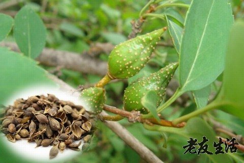 連翹的功效與作用及禁忌(連翹的功效與作用及禁忌癥有的兒童的劑量)