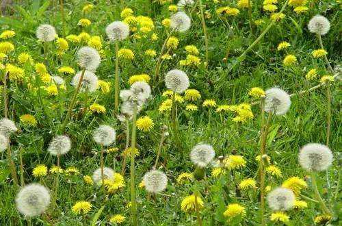 七種人不能吃蒲公英（那些人不能吃蒲公英）