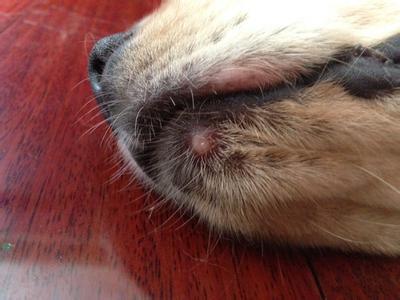 狗狗發燒摸哪里(狗狗發燒摸哪里知道)