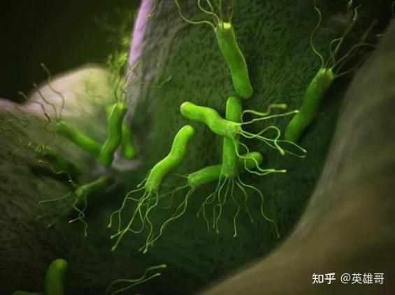 男朋友嫌棄我有幽門螺旋桿菌(男朋友嫌棄我有痔瘡)