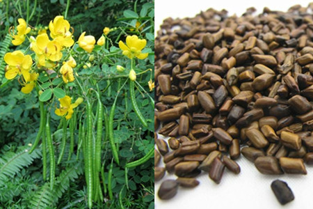 決明子的危害(決明子的危害和好處)