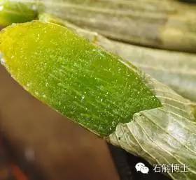 石斛的正確吃法與用量(石斛的正確吃法與用量是多少)