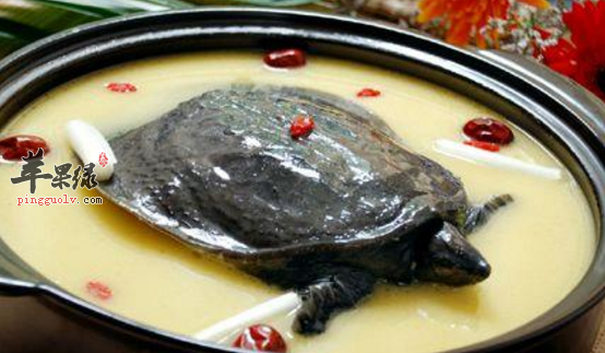 甲魚的功效與禁忌(甲魚的功效及禁忌)