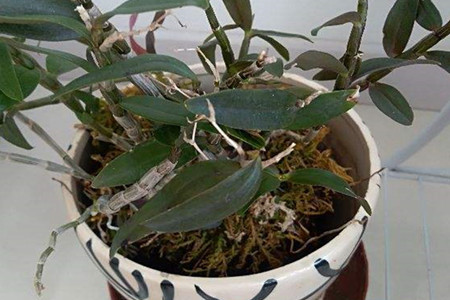 鐵皮石斛主治什么(鐵皮石斛主治什么功效)