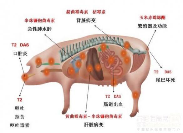 食物中毒最明顯的征兆(食物中毒能自己恢復嗎)