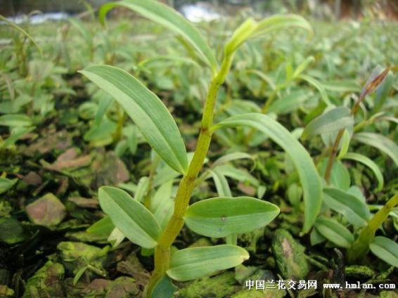 鐵皮石斛有什么功效（鐵皮石斛有什么功效果和作用）