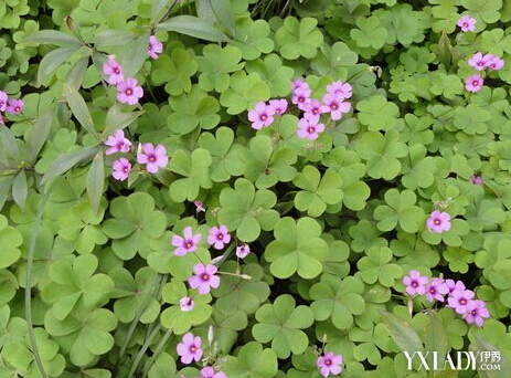 苜蓿草的功效與作用及食用方法(苜蓿草的功效與作用及食用方法禁忌)