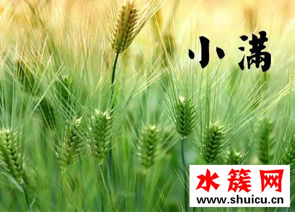 小滿節氣吃什么食物 2018小滿養生菜 小滿節氣吃什么食物