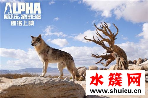 阿爾法：狼伴歸途什么時候上映