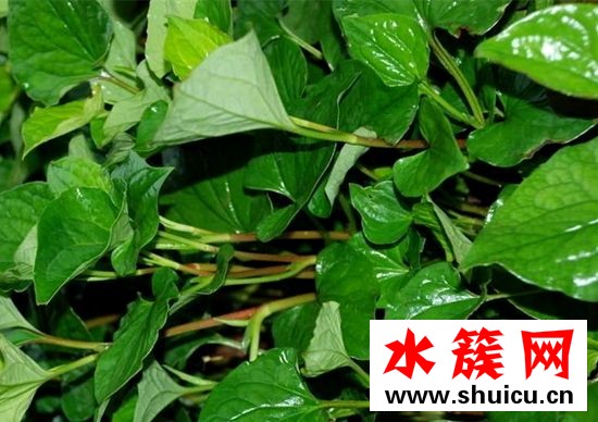 折耳根和魚腥草的區別