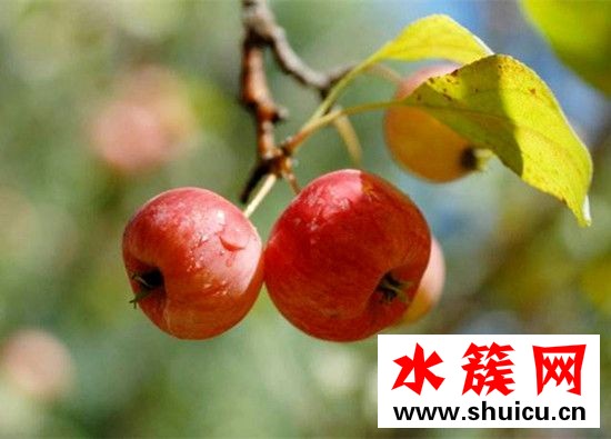 海棠果有什么功效