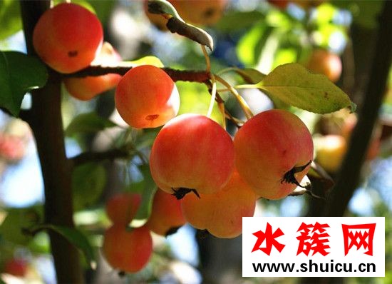 海棠果有什么功效