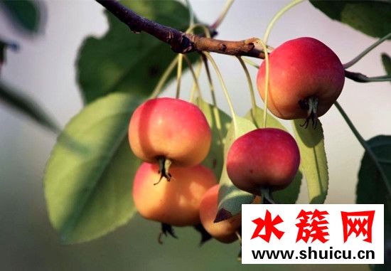 海棠果有什么功效