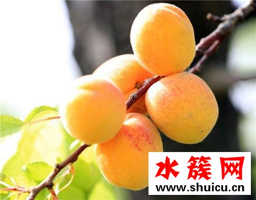 杏子沒熟能吃嗎