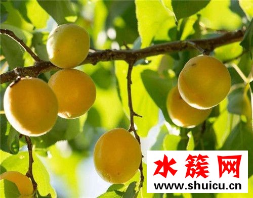 杏子沒熟能吃嗎