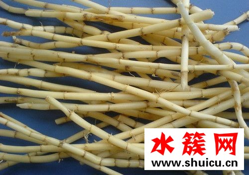 白茅根有什么副作用