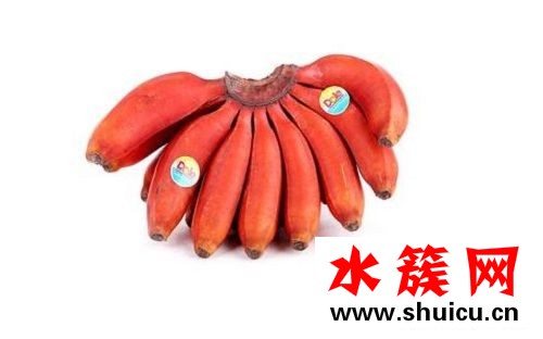 紅香蕉孕婦可以吃嗎?紅香蕉和普通香蕉的區別 紅香蕉和黃香蕉有什么區別