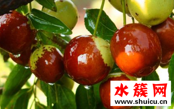 冬棗什么時候成熟