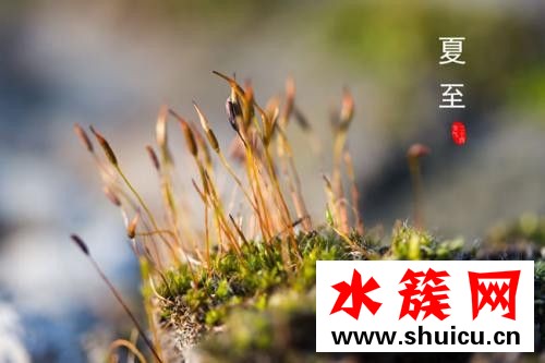 夏至吃安宮牛黃丸好嗎 夏至為什么要吃安宮牛黃丸 夏至吃安宮牛黃丸好嗎